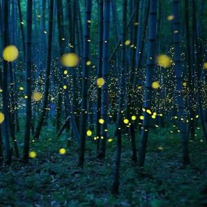 日本A片特黄久久免费观看
